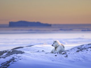 Обои снег, природа, зима, собака, друг, пес, snow, nature, winter, dog, each разрешение 2560x1707 Загрузить