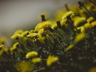 Обои цветы, весна, одуванчики, flowers, spring, dandelions разрешение 5330x3553 Загрузить