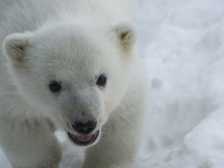 Обои снег, взгляд, медведь, хищник, белый медведь, детеныш, медвежонок, snow, look, bear, predator, polar bear, cub разрешение 1920x1080 Загрузить