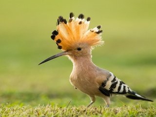 Обои трава, птица, клюв, перья, удод, хохолок, grass, bird, beak, feathers, hoopoe, crest разрешение 1920x1080 Загрузить