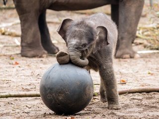 Обои слоны, хобот, зоопарк, слоненок, elephants, trunk, zoo, elephant разрешение 2560x1600 Загрузить