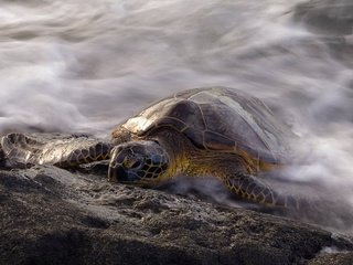 Обои вода, море, черепаха, рептилия, морская черепаха, пресмыкающиеся, water, sea, turtle, reptile, sea turtle, reptiles разрешение 1920x1215 Загрузить