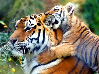 Обои тигр, животные, тигренок, дикие кошки, тигры, tiger, animals, wild cats, tigers разрешение 1920x1200 Загрузить