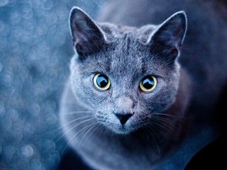 Обои глаза, фон, усы, кошка, взгляд, голубая, русская, eyes, background, mustache, cat, look, blue, russian разрешение 2560x1600 Загрузить