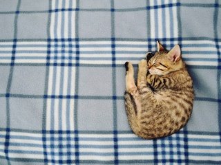 Обои кошка, сон, котенок, дом, уют, cat, sleep, kitty, house, comfort разрешение 2048x1360 Загрузить