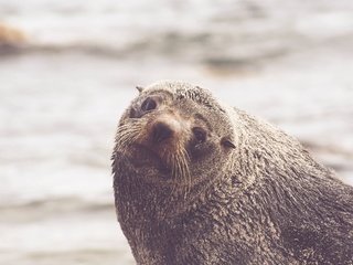Обои усы, взгляд, тюлень, морской лев, mustache, look, seal, sea lion разрешение 2560x1440 Загрузить