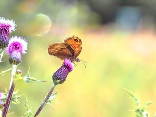 Обои растения, насекомое, бабочка, крылья, чертополох, plants, insect, butterfly, wings, thistle разрешение 2560x1600 Загрузить