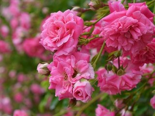 Обои цветы, бутоны, розы, лепестки, розовые розы, flowers, buds, roses, petals, pink roses разрешение 3000x1892 Загрузить