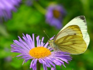 Обои насекомое, цветок, бабочка, крылья, бабочка макро, insect, flower, butterfly, wings, butterfly macro разрешение 3000x1850 Загрузить