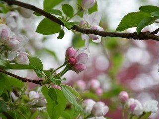 Обои дерево, цветение, весна, яблоня, tree, flowering, spring, apple разрешение 2048x1365 Загрузить