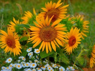 Обои цветы, лето, лепестки, ромашки, подсолнухи, flowers, summer, petals, chamomile, sunflowers разрешение 3000x1915 Загрузить