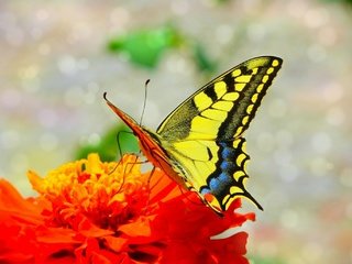Обои макро, насекомое, цветок, бабочка, крылья, macro, insect, flower, butterfly, wings разрешение 2100x1377 Загрузить