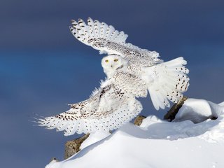 Обои сова, снег, зима, крылья, полярная сова, белая сова, owl, snow, winter, wings, snowy owl, white owl разрешение 1920x1200 Загрузить