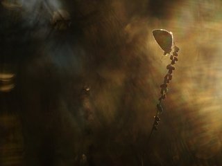 Обои природа, насекомое, бабочка, крылья, размытость, nature, insect, butterfly, wings, blur разрешение 2560x1600 Загрузить