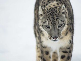 Обои морда, снежный барс, ирбис, снежный леопард, face, snow leopard, irbis разрешение 4608x3072 Загрузить