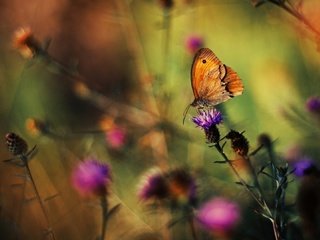 Обои цветы, трава, растения, насекомое, фон, бабочка, крылья, flowers, grass, plants, insect, background, butterfly, wings разрешение 1920x1080 Загрузить