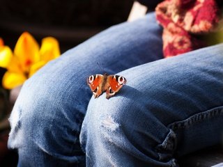 Обои цветы, насекомое, бабочка, джинсы, ноги, тюльпаны, колени, flowers, insect, butterfly, jeans, feet, tulips, knees разрешение 1920x1200 Загрузить