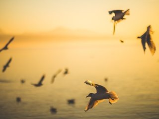 Обои утро, полет, рассвет, крылья, птицы, силуэт, чайки, morning, flight, dawn, wings, birds, silhouette, seagulls разрешение 1920x1280 Загрузить