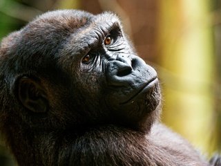 Обои морда, взгляд, обезьяна, горилла, примат, face, look, monkey, gorilla, the primacy of разрешение 3200x1800 Загрузить