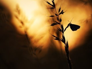 Обои насекомое, бабочка, крылья, колоски, травинка, insect, butterfly, wings, spikelets, a blade of grass разрешение 1920x1200 Загрузить