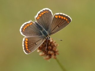 Обои природа, насекомое, фон, бабочка, крылья, растение, nature, insect, background, butterfly, wings, plant разрешение 2560x1600 Загрузить