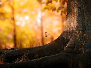 Обои дерево, листья, насекомое, осень, бабочка, корни, ствол, боке, tree, leaves, insect, autumn, butterfly, roots, trunk, bokeh разрешение 1920x1080 Загрузить