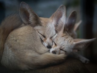 Обои природа, животные, сон, фенек, ушки, уют, лисички, лисы, nature, animals, sleep, fenech, ears, comfort, chanterelles, fox разрешение 7439x4962 Загрузить