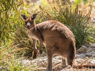 Обои растения, взгляд, животное, кенгуру, plants, look, animal, kangaroo разрешение 3250x2000 Загрузить