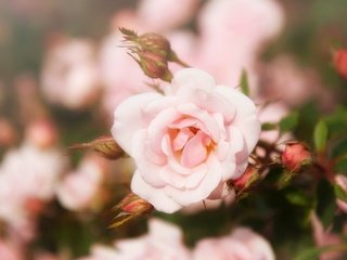 Обои цветы, бутоны, роза, лепестки, размытость, flowers, buds, rose, petals, blur разрешение 2547x2033 Загрузить