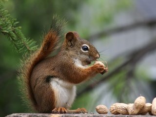 Обои орехи, хвоя, профиль, белка, хвост, арахис, белочка, nuts, needles, profile, protein, tail, peanuts, squirrel разрешение 1920x1200 Загрузить