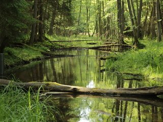 Обои трава, деревья, река, природа, лес, стволы, джунгли, ст, grass, trees, river, nature, forest, trunks, jungle, st разрешение 1920x1280 Загрузить