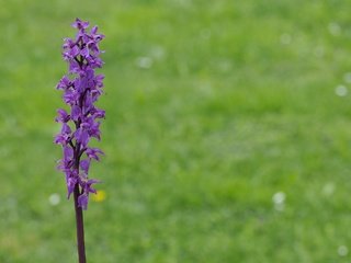 Обои трава, природа, цветок, фиолетовый, растение, макросъемка, стебель, grass, nature, flower, purple, plant, macro, stem разрешение 2000x1455 Загрузить