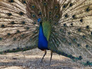 Обои птица, павлин, перья, хвост, bird, peacock, feathers, tail разрешение 2725x1694 Загрузить