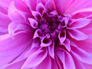 Обои природа, цветок, лепестки, растение, макросъемка, георгин, nature, flower, petals, plant, macro, dahlia разрешение 4928x3264 Загрузить