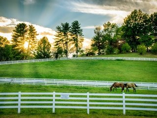 Обои забор, ограждение, лошади, кони, пастбище, the fence, horse, horses, pasture разрешение 6000x4000 Загрузить