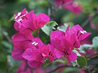 Обои цветы, листья, лепестки, бугенвиллия, flowers, leaves, petals, bougainvillea разрешение 3888x2592 Загрузить