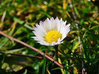 Обои трава, макро, цветок, лепестки, ромашка, луг, grass, macro, flower, petals, daisy, meadow разрешение 6016x4000 Загрузить