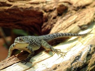 Обои природа, ящерица, рептилия, nature, lizard, reptile разрешение 4220x3165 Загрузить