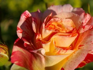 Обои цветок, лето, роза, лепестки, сад, flower, summer, rose, petals, garden разрешение 2573x1478 Загрузить