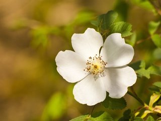 Обои природа, цветок, лепестки, белый, размытость, весна, шиповник, боке, nature, flower, petals, white, blur, spring, briar, bokeh разрешение 3781x2516 Загрузить