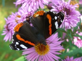 Обои цветы, насекомое, лепестки, бабочка, крылья, адмирал, flowers, insect, petals, butterfly, wings, admiral разрешение 1920x1759 Загрузить