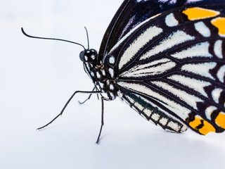 Обои бабочка, крылья, насекомые, белый фон, монарх, butterfly, wings, insects, white background, monarch разрешение 6000x4000 Загрузить