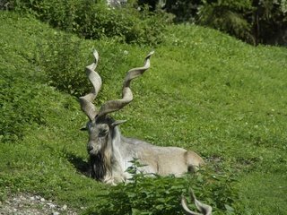 Обои трава, ибекс, природа, альпийский козерог, луг, орный козёл, животное, рога, млекопитающее, горный козел, козерог, grass, ibex, nature, alpine ibex, meadow, horny goat, animal, horns, mammal, mountain goat, capricorn разрешение 5456x3632 Загрузить