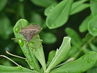 Обои макро, насекомое, капли, лист, растение, зеленый лист, клоп, щитник, вредитель, macro, insect, drops, sheet, plant, green leaf, bug разрешение 2269x1358 Загрузить