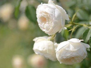 Обои бутоны, макро, розы, боке, белые розы, buds, macro, roses, bokeh, white roses разрешение 2048x1356 Загрузить