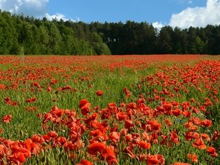 Обои цветы, деревья, солнце, поле, лето, красные, маки, flowers, trees, the sun, field, summer, red, maki разрешение 2112x1200 Загрузить