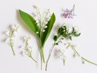 Обои цветы, фон, ландыши, белый фон, сирень, flowers, background, lilies of the valley, white background, lilac разрешение 1920x1280 Загрузить