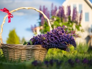 Обои цветы, трава, лаванда, корзина, сиреневые, flowers, grass, lavender, basket, lilac разрешение 5472x3648 Загрузить