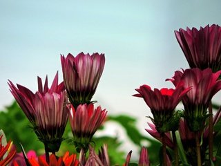 Обои цветы, бутоны, лепестки, боке, остеоспермум, flowers, buds, petals, bokeh, osteospermum разрешение 4406x3585 Загрузить