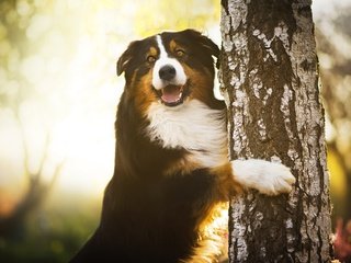 Обои дерево, лапы, собака, береза, бернский зенненхунд, chilli, tree, paws, dog, birch, bernese mountain dog разрешение 2048x1346 Загрузить